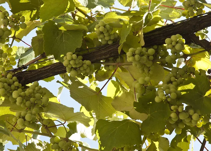 ベッド・アンド・ブレックファスト Casa Do Ameal ビアナドカステロ